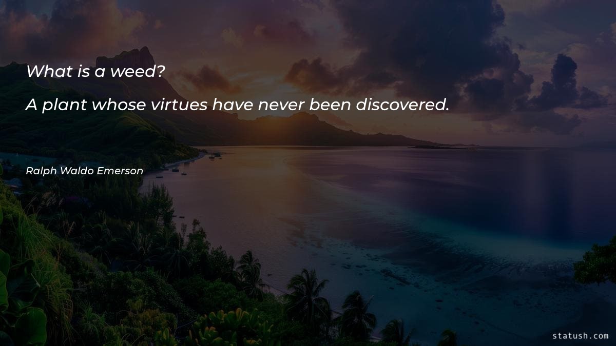 What is a weed? - Motivational Quotes at statush.com