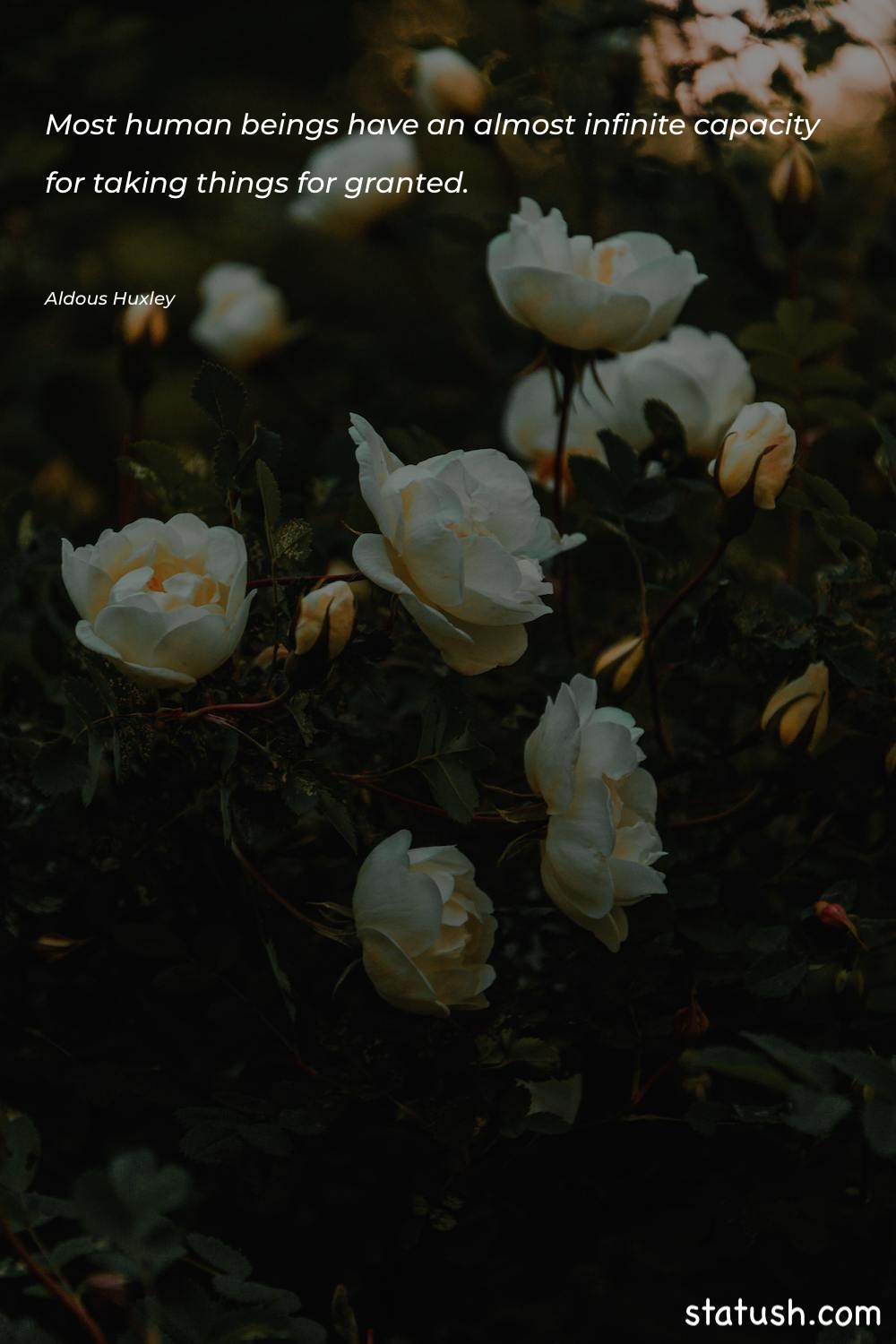 Most human beings have an - Motivational Quotes at statush.com